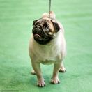 Mazikeen Z Grodu Dawida (FCI)