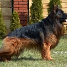 COLLORADO Jarkowski Dwór