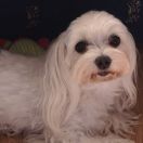 PEREŁKA Z ŚLĄSKIEJ ZIEMI 