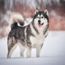 Action to Win Parker Mordechai 