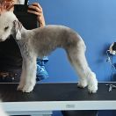 FREYA LILOU Diamond Lamb 