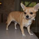 SENIORITA LUNA Marmuzella (FCI)