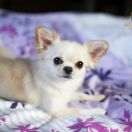 Domi Ventura Marry Me