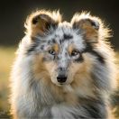 NEAJRA NIL ARETE Figa Ruminy