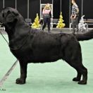 Peter's Gang MASTERPIECE BELLA MARE