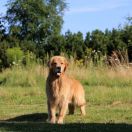 CH.BY,CH.RU, Ch.PL GOLDENS DE GAULES BRASIL