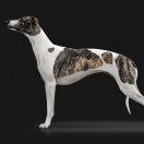 Awessie Il Sogno Reale