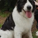 Wolta Stajnia Dzieci Wiatru