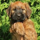 Clark Gable Furries Family 