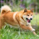 AMBASSADOR Sunichiban