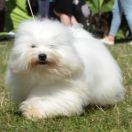 PORTER Cobegarden (FCI)