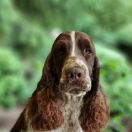 No APOLOGIES Avendesora Poland (FCI)