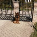 Heyra edoras zwinger 