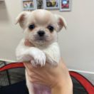 Cheerful Life Kennel Milli