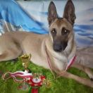 I Am Crazy Killing Machine 