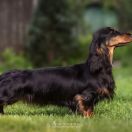 G.O.T ARYA Long and Lovely 