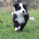 DAGON from Vistula Gorge