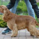 Stella Vespertina BRILLANTE BABETT