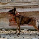 Agar Rayo De Sol Per Bene