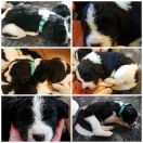 Hola ze Słonecznej Czechówki FCI 