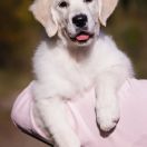 ALMOST ALL of Wolf Point