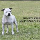BEE SNOW DREAM Moravian Gate Bull 