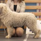 GERALT DE CLEDERAGUA