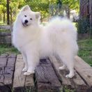 SAMOYEDS KENNEL FOR LOVE KATYA 