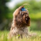 Bakkara from Lovely Guys