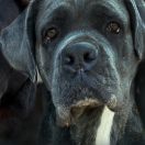 KORTA Bohaterowie Okregu