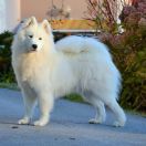 DESTINA DESPIERTAS LA TORRE ROJA 