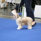 Crazy Cresteds Finola Panoh