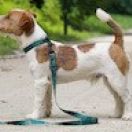 POSEJDON Lubelski Tropiciel FCI CH.Mołdawii 