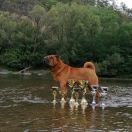 C.I.B.,MultiCh.,Multi BISS Forsazh Gold King Fire