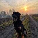 Nesca Mieć Marzenia FCI