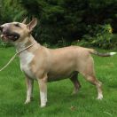 HIBISCUS HONEY Timar 