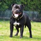 Jackal Is Coming Diabelski Uśmiech 