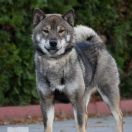 Fudzisan Baio Ikeoku 