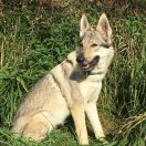 IFY Unter Wölfen FCI