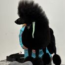 Malice Mizer Chicavallo