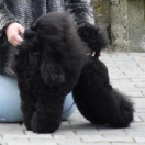 ARWEN UNDOMIEL REGIA MAJESTATE Czarna Fuga