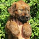 Chloe Furries Family 