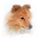 VENA VIDI VICI Figa Ruminy FCI