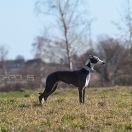 Alluring Dream Big Bro for Foxpolis 