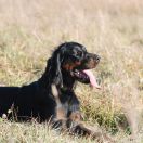 CIRI Catcher in Grass
