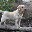 ABBY Z Sosnowego Grodu FCI