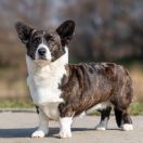 LADY GAGA Unique Mind