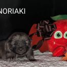 NORIAKI Shaggy Fluff FCI
