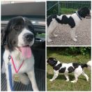 Vectra ze Słonecznej Czechówki FCI 