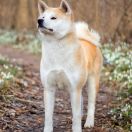 Vörös Villám Natsumi 